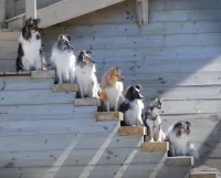 Quebra-cabeça Seven dogs