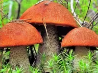 Пазл семейка грибов