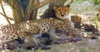 Jigsaw Puzzle Family of cheetahs