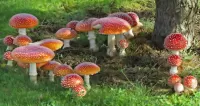 Rompecabezas A family of toadstools