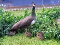 Quebra-cabeça Peacock family