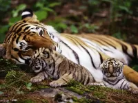 Пазл Семейство тигров