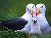 Bulmaca Semya albatrosov