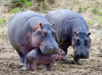 Jigsaw Puzzle A family of hippos