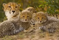 Jigsaw Puzzle Family of cheetahs