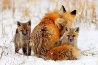 Quebra-cabeça Family Fox