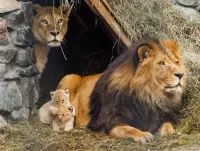 Jigsaw Puzzle Family of lions