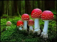 Rompicapo The family of fly-agarics