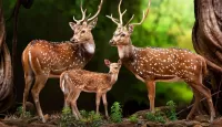 Puzzle deer family