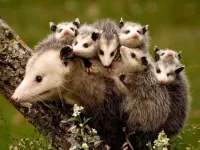 Jigsaw Puzzle Opossum family