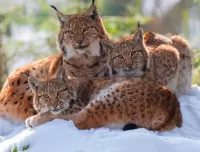 Quebra-cabeça Lynx family