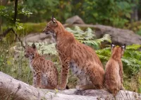 Rätsel Family lynx