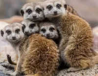 Puzzle meerkat family