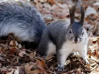 Zagadka Gray squirrel