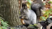 Quebra-cabeça Gray squirrel