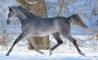 Jigsaw Puzzle The grey horse
