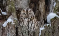 Rompecabezas Tawny Owl