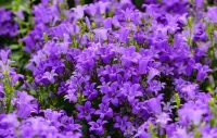 パズル purple bells