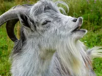 Puzzle Gray goat