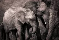 Quebra-cabeça Grey elephants