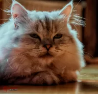 Slagalica Grey cat