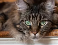 Zagadka Grey cat