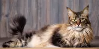 Bulmaca Grey cat