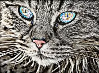 Quebra-cabeça Grey cat