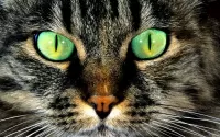 Slagalica Grey cat