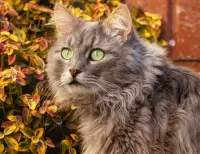 Rompicapo Gray cat