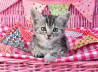 Zagadka Gray kitten