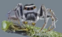 Slagalica Grey spider