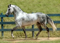 Слагалица Grey dappled horse