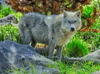 Puzzle Gray wolf