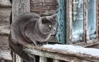 Пазл Серый кот