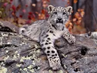 Пазл серый леопард