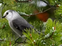 Quebra-cabeça Grey Nightingale