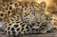 パズル Gray eyed leopard