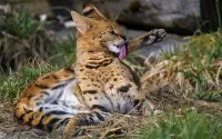 Jigsaw Puzzle Serval