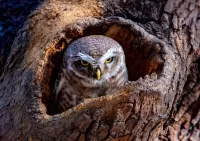 パズル Serious owl