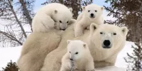 Пазл Белые медведи 