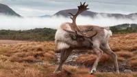 Rompecabezas Reindeer