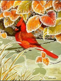 Zagadka Severniy kardinal