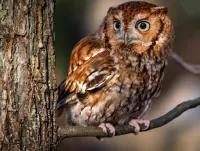 パズル North American Owl