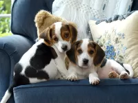 Bulmaca Puppies 2
