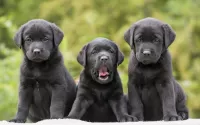 Quebra-cabeça Puppies