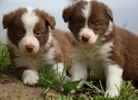 Jigsaw Puzzle border collie puppies