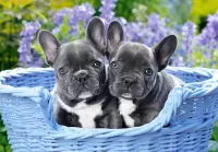 Bulmaca Puppies bulldog