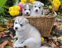 Bulmaca Husky puppies