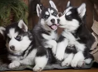 パズル Husky puppies
